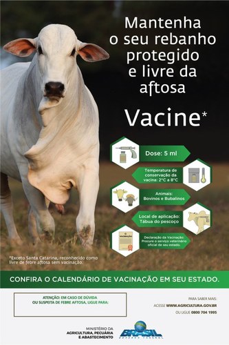 Começa a campanha de vacinação contra febre aftosa CFMV