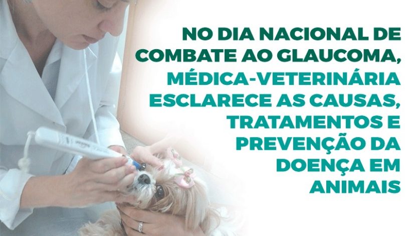 No Dia Nacional de Combate ao Glaucoma, médica-veterinária esclarece as causas, tratamentos e prevenção da doença em animais