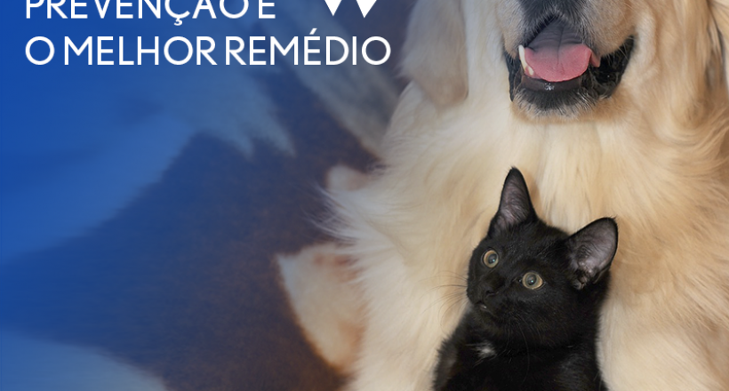 Novembro Azul: prevenção é o melhor remédio para evitar câncer de próstata em cães