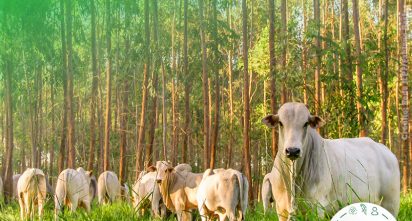 Dia Mundial do Meio Ambiente