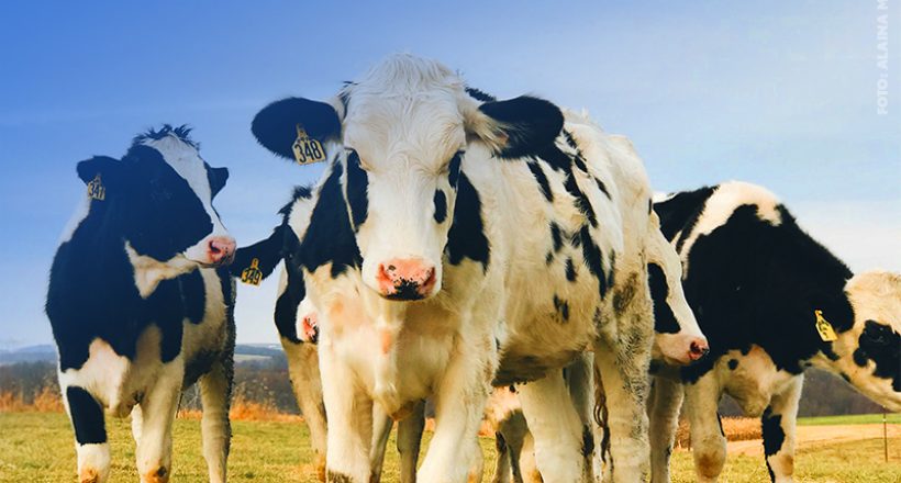 No Dia Nacional da Pecuária, CFMV celebra o crescimento da produção brasileira de proteína animal