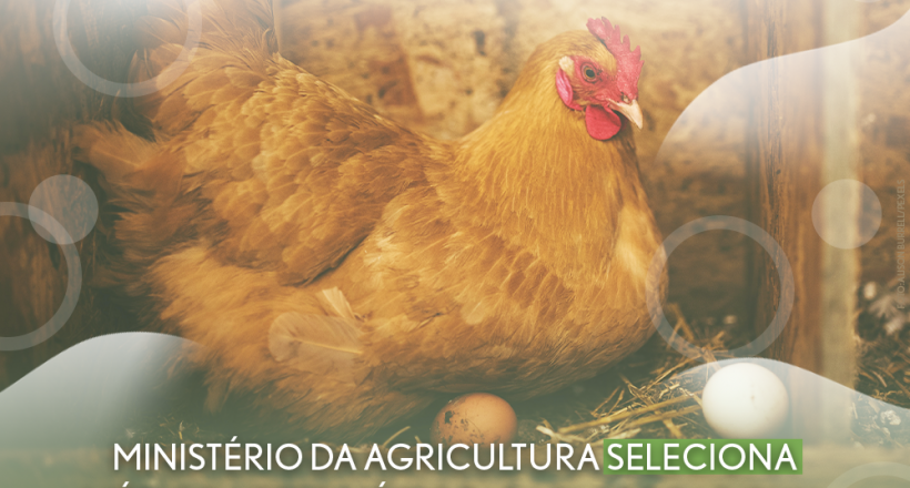 Ministério da Agricultura seleciona médico-veterinário para elaborar guia de uso racional de antimicrobianos para a avicultura de postura