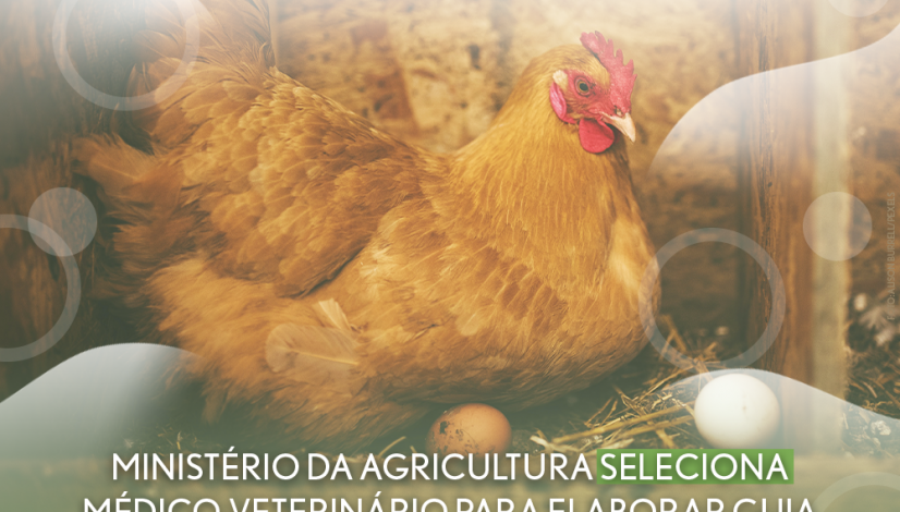 Ministério da Agricultura seleciona médico-veterinário para elaborar guia de uso racional de antimicrobianos para a avicultura de postura